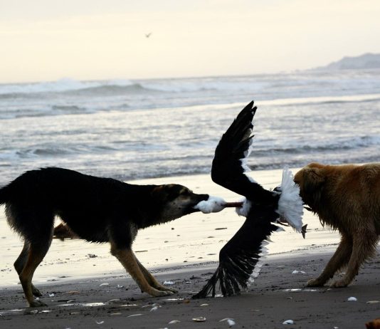 Perros asilvestrados en Chile: detallan que unos 182 mil deambulan por los campos sin control