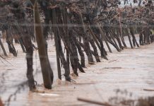 Viene el «Niño Godzilla»: La amenaza climática que acecha a la delicada economía chilena