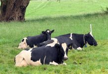 Destacan impacto del Acuerdo de Producción Limpia en la industria láctea