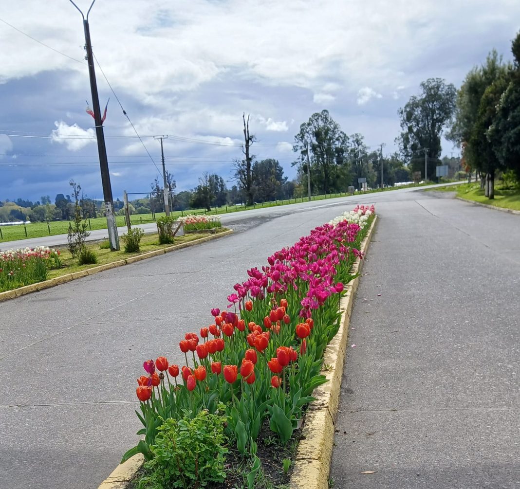 tulipanes puyehue