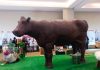 Osorno se prepara para el Festival del Chocolate 2026 con una escultura solidaria de más de 600 kilos