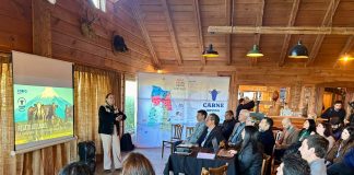 Cuatro años de trabajo conjunto consolidan a la Región de Los Lagos como referente de la carne bovina nacional