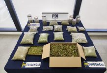 Incautan cannabis avaluada en $45 millones en la comuna de Fresia