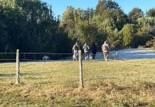 Agrollanquihue advierte preocupación por ingreso de personas con perros galgos a predios agrícolas