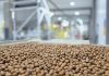 Exportaciones de avellana europea en Los Lagos crecen 357% de la mano de empresa osornina