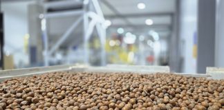 Exportaciones de avellana europea en Los Lagos crecen 357% de la mano de empresa osornina