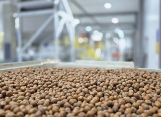 Exportaciones de avellana europea en Los Lagos crecen 357% de la mano de empresa osornina