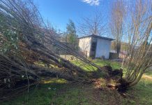 Temporal en Puyehue: Ráfagas de 100 km provocan caída de árboles y voladura de techumbre