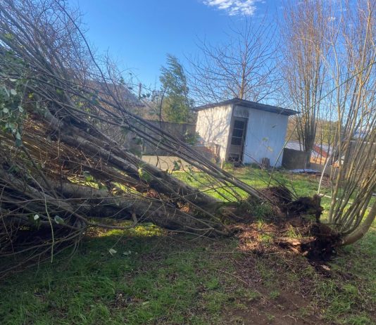 Temporal en Puyehue: Ráfagas de 100 km provocan caída de árboles y voladura de techumbre