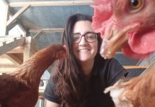 Investigación de la Universidad Austral detecta síntomas de depresión en gallinas criadas en jaulas