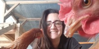 Investigación de la Universidad Austral detecta síntomas de depresión en gallinas criadas en jaulas