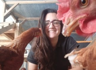 Investigación de la Universidad Austral detecta síntomas de depresión en gallinas criadas en jaulas