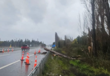 Región del Biobío: Trabajador muere aplastado por árbol mientras realizaba labores por sistema frontal