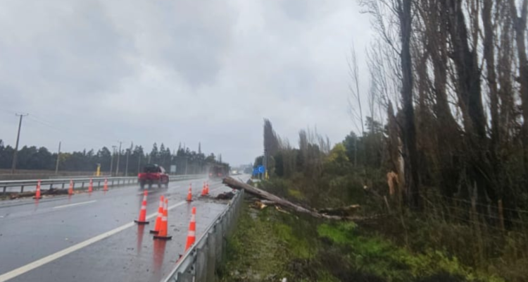 hombre-muere-tras-caida-de-arbol-mientras-despejaba-ruta-por-sistema-frontal-en-negrete-750x400