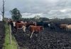 Experto recomienda trasladar animales a zonas de descanso y despejar drenajes ante intensas lluvias