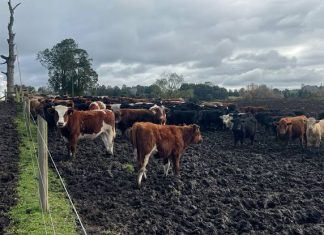 Experto recomienda trasladar animales a zonas de descanso y despejar drenajes ante intensas lluvias
