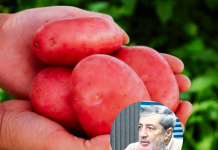 Experto destaca origen chileno de la papa que se consume en el planeta y llama a destinar más recursos a investigación