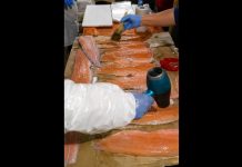 Revelan red criminal que «maquilla salmones» descompuestos para su venta