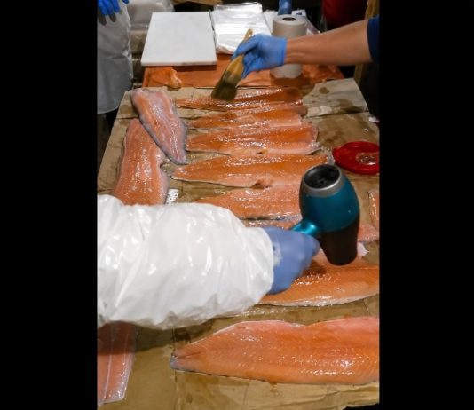 Revelan red criminal que «maquilla salmones» descompuestos para su venta
