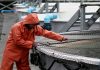 Alerta en los trabajadores de la industria salmonera por los diez fallecidos en faenas durante este 2026