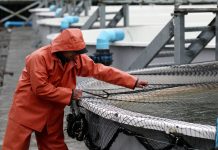 Alerta en los trabajadores de la industria salmonera por los diez fallecidos en faenas durante este 2026