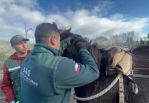 SAG actualiza plazos para la trazabilidad de equinos: Conozca las nuevas fechas y requisitos obligatorios