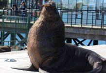 Gobierno evalúa permitir caza del lobo marino ante el grave daño a la pesca artesanal de la región