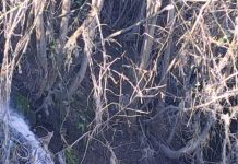 Ante denuncia de masivo vertimiento de aguas servidas en el Río Damas SURALIS entregó versión