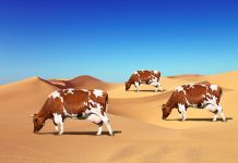 Argelia: 270 mil vacas serán ordeñadas en el desierto más seco del mundo