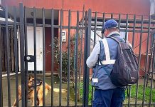 Saesa refuerza llamado a la tenencia responsable de mascotas para cuidar al personal de terreno