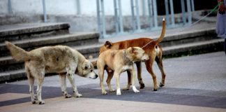 Hombre de 77 años habría muerto tras ser atacado por perros en Quillón