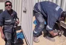 Condenan a un hombre por maltrato animal tras ahogar a cinco cachorros en un balde en Tierra Amarilla