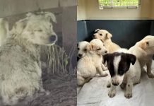 Detienen a sujeto sorprendido lanzando cachorros al río en Río Bueno: Vecinos lograron rescatarlos