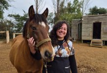 Refuerzan fiscalización en rutas de Los Lagos: microchip obligatorio en caballos busca frenar el abigeato y controlar enfermedades