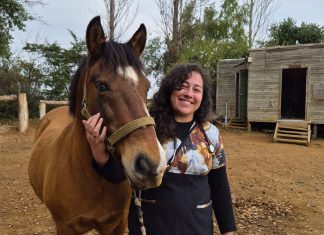 Refuerzan fiscalización en rutas de Los Lagos: microchip obligatorio en caballos busca frenar el abigeato y controlar enfermedades