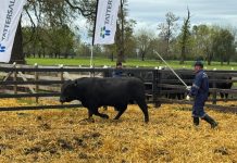 Invitan a productores ganaderos a participar del «Día del Toro» 2026