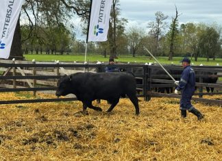 Invitan a productores ganaderos a participar del «Día del Toro» 2026