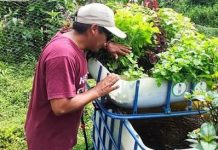 Capacitarán gratuitamente en acuiponía a familias campesinas y acuícolas de Osorno y San Juan de la Costa