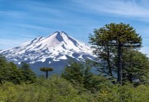 Conaf señala que turista alemán que falleció descendiendo el volcán Llaima había ingresado por zona no habilitada