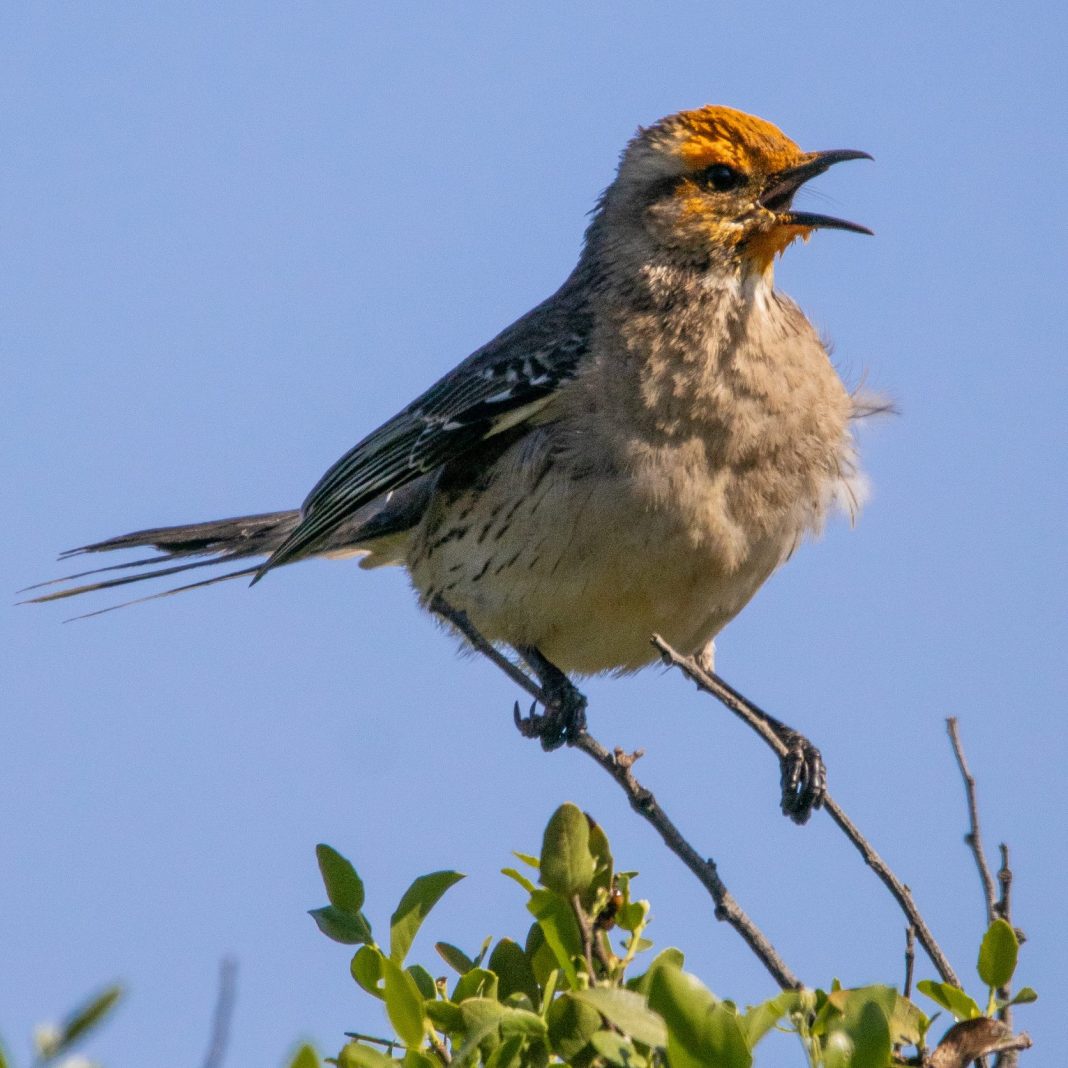 Aud_APA-LA-2025_Chilean-Mockingbird_A1_42597-0_Photo-Oliver-Bertie.jpg