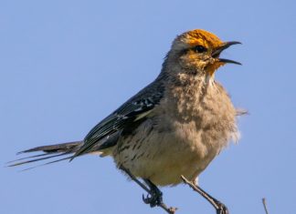 SAG y Audubon firman histórico acuerdo en Chile para vigilar enfermedades en aves migratorias
