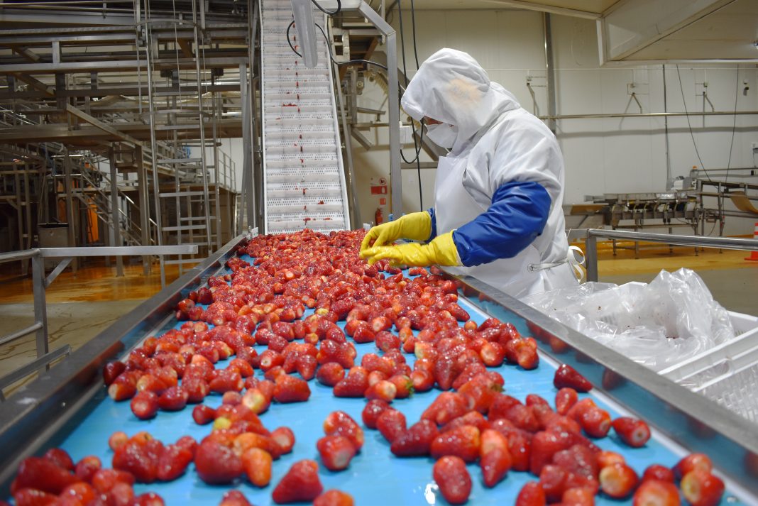 Frutillas-Proceso