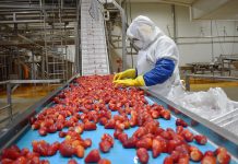 Agroindustria chilena proyecta exportaciones récord por sobre los US$3.600 millones