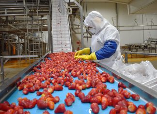 Agroindustria chilena proyecta exportaciones récord por sobre los US$3.600 millones