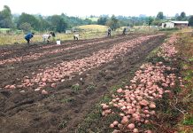 Seremi de Agricultura prevé alza en precio de la papa y monitorea frutales y trigo ante impacto de El Niño