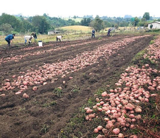 Seremi de Agricultura prevé alza en precio de la papa y monitorea frutales y trigo ante impacto de El Niño