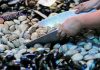 Prohíben extracción de mariscos en área de Chonchi por presencia de toxina de marea roja