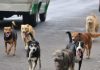 Jauría ataca a menor en Osorno, mientras en Puerto Montt se confirma plan de 3 mil esterilizaciones
