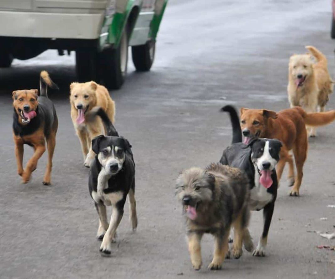 perroscallejeros